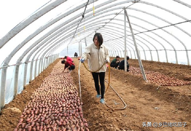 栽地瓜苗要怎么栽合适，栽地瓜苗要怎么栽合适图片（红薯种植要怎么育苗）