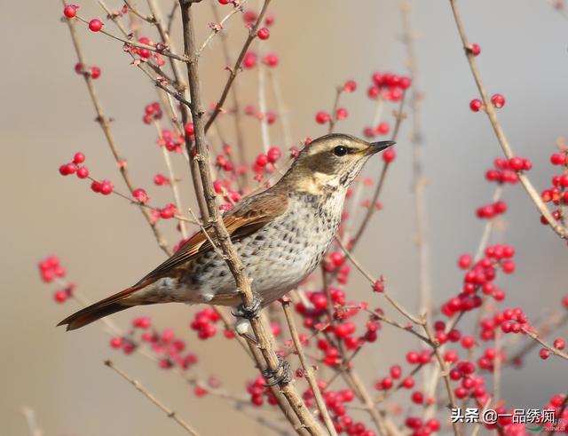 dōng(東) 例:紅尾鶇鵓 bó (勃) 例:鵓鴣鴣gū (姑) 例:紅喉山鷓鴣鷓