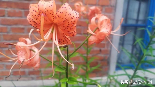 船迟又遇打头风，屋漏偏逢连夜雨船迟又遇打头风是谁写的（屋漏偏逢连夜雨）