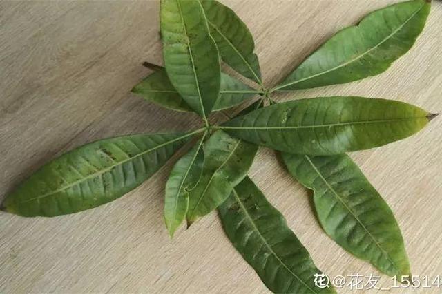 鹅掌柴的作用与功效，鹅掌柴的功效与作用（一养就能养20年）