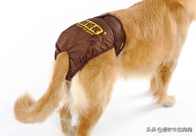 狗狗生理期多少天，狗狗生理期多少天多久不怀孕（狗来月经一般是多少天）