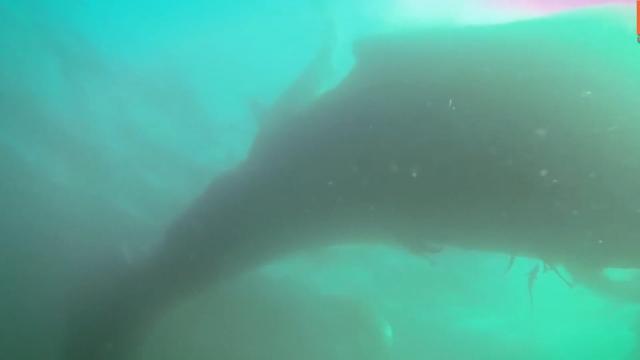 “鲸落是鲸鱼留给大海，最后的温柔。”，鲸落是鲸鱼留给大海最后的温柔下一句（为什么说鲸落是鲸鱼最后的温柔图片）