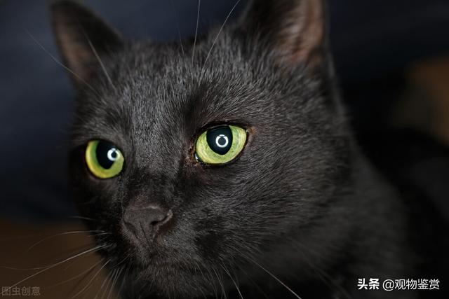 梦见小黑猫，探索梦境背后的深层含义与启示