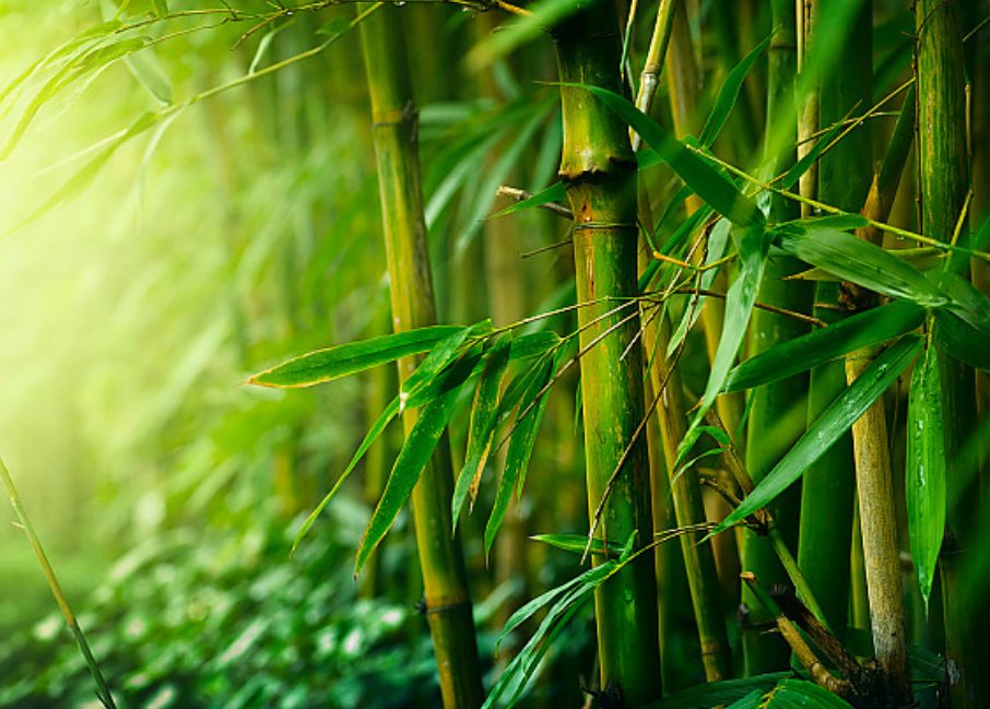 竹子照片自然风景图片