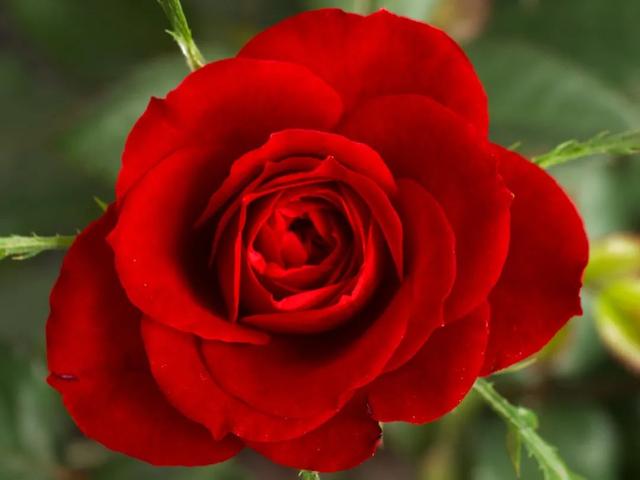 红玫瑰花语是什么意思，红玫瑰花语是什么（记住这5种花的花语）