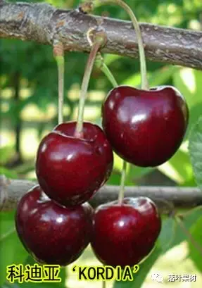 樱桃的特点，欧洲波兰甜樱桃与酸樱桃的商品化栽培历程（樱桃的特点）
