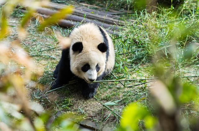 少不入川老不出蜀意思，为什么少不入川老不出蜀（我来谈谈我的观点）