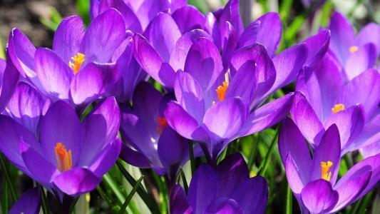 茶花（茶花树），能一直开到明年春天（茶花茶花树）