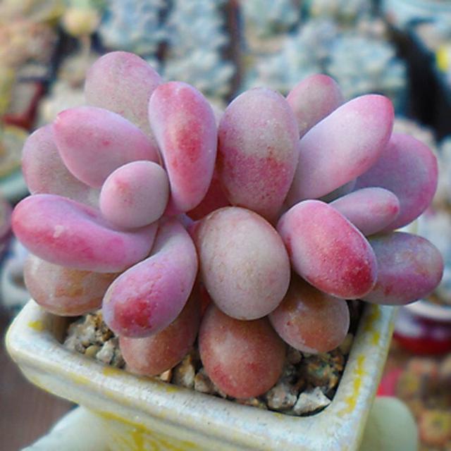 多肉桃蛋怎么养，多肉桃蛋怎么养成老桩（变成“万人迷”）