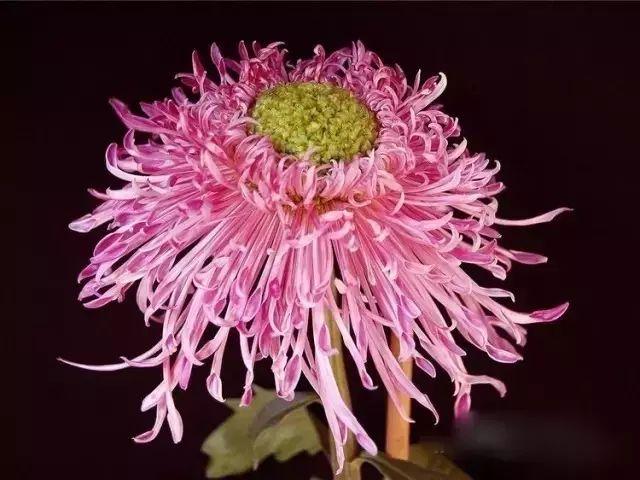 世界最美菊花80种太美了，金秋十月赏菊花——世界最美菊花80种送给您