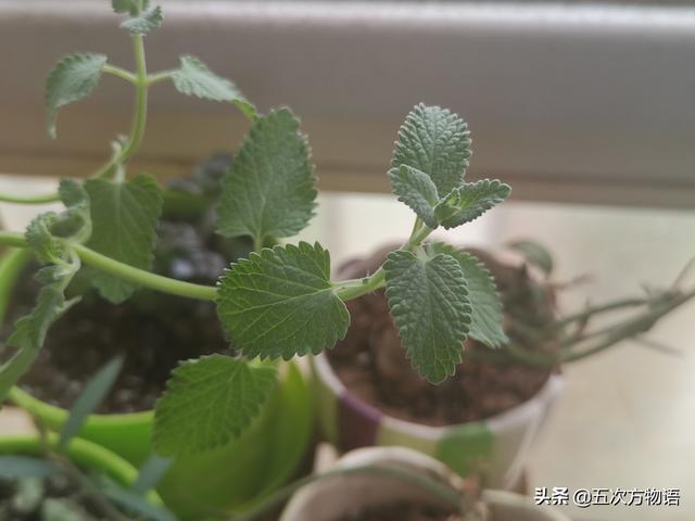 柿子和番茄是一类水果吗，番茄是茄子还是柿子（由“西红柿不是番茄”想到的蔬果“名相之争”）