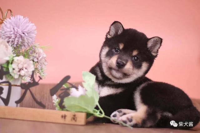 纯种柴犬多少钱，柴犬的市场价格一般在多少钱左右（纯种日本柴犬一只多少钱）