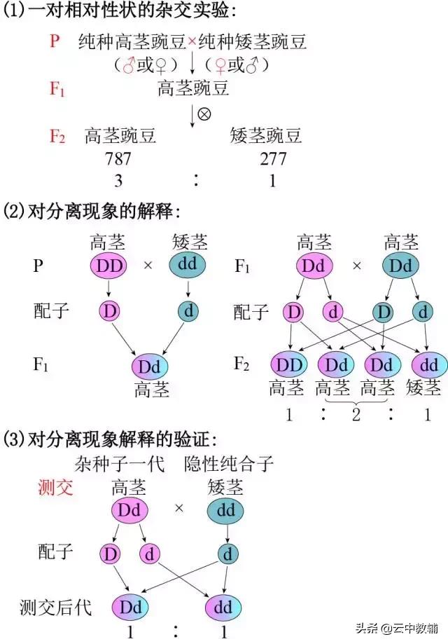 仙剑奇侠传1秘籍，仙剑奇侠传1攻略秘籍（遗传定律知识点）