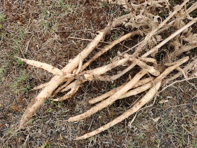 蕖菜的作用药用价值，蕹菜的药用价值（后4种好多人都不知道真名叫什么）