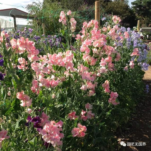 香豌豆的花语是什么，野豌豆的花语（欧洲人心目中的“切花之后”）