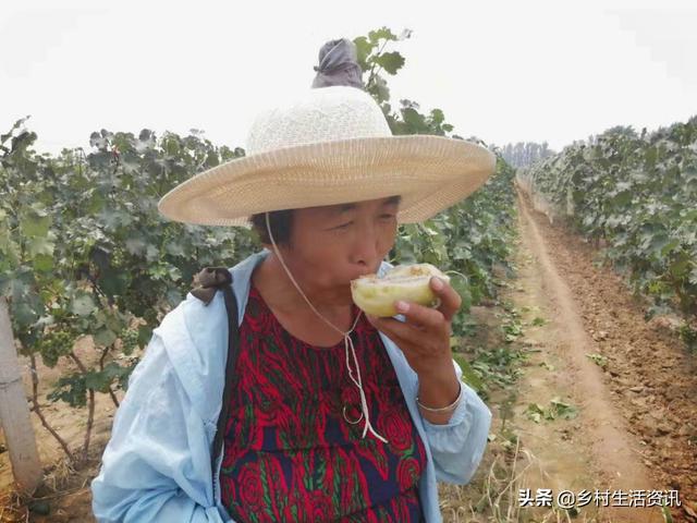 甜瓜苦是什么原因，香瓜为什么会苦（为什么自家地里种植的甜瓜是苦的）