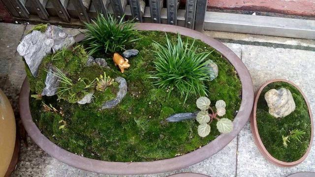 苔藓植物的四个作用，另外还有好几个价值