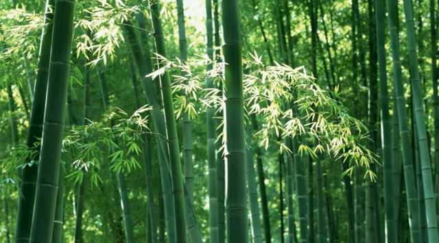 梅兰竹菊的象征意义，梅兰竹菊的象征意义及代表人物（论梅、兰、竹、菊的象征意义）