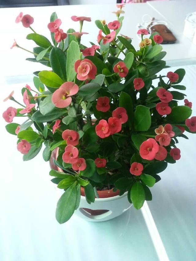 铁海棠花怎么养 铁海棠花的养殖技巧，铁海棠花怎么养（一年四季开花不断）