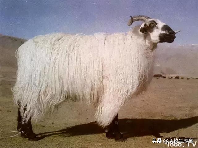 大同特产，世界上最好的羊，看看都在哪（大同特产有什么可以送礼的）