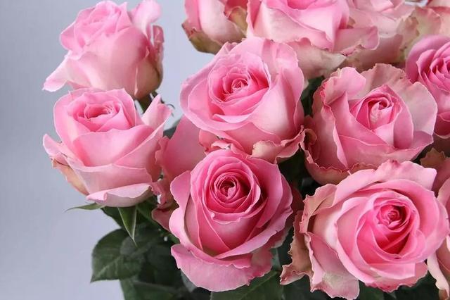 各种玫瑰花的含义，各色的玫瑰花有什么含意（一篇文章认全花店必备80种玫瑰花）