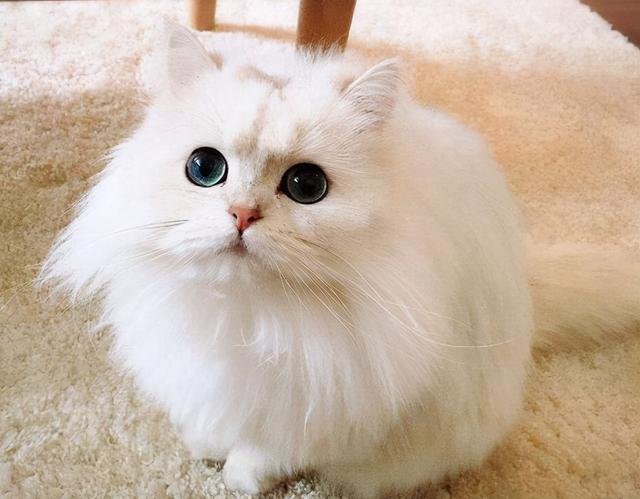 猫的所有种类，猫的所有种类及图片（30种知名的猫咪，你都认识吗）