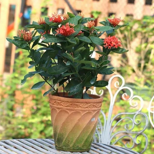 春夏秋冬四季什么花好看，这十种花几乎一年四季都开花