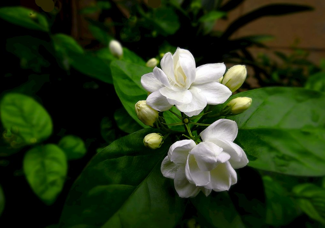 关于茉莉花的诗句，描写茉莉花的古诗（在诗意中感受茉莉花的浓香与芬芳）