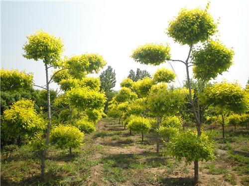 我们是金叶榆呢,有金叶榆树和金叶榆球,我们现在说金叶榆呢,最早是