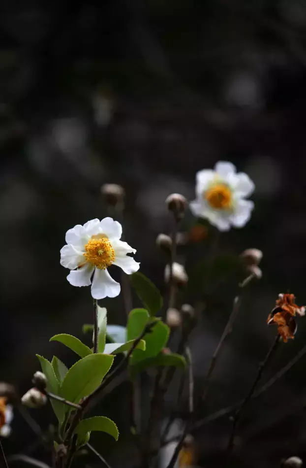 各种花开放的时间（100种常见花的花开时间附图）