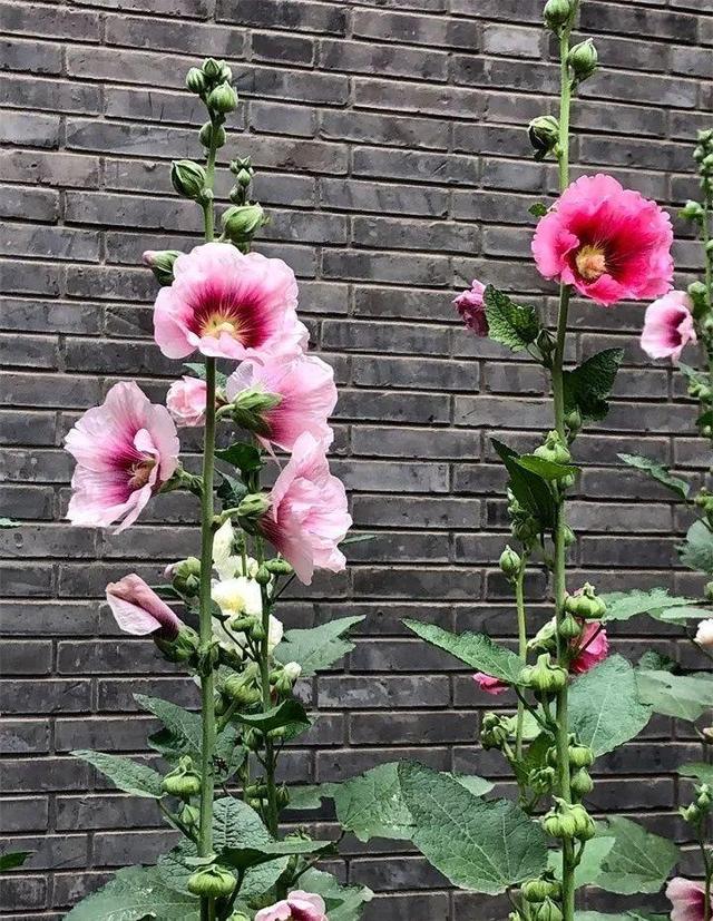 SuSu:一起种草莓来吗，微信头像，SuSu:一起种草莓来吗?【杂图】（花芽蹭蹭长满盆）