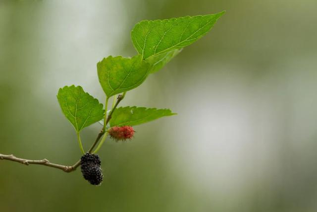 全瓜蒌的功效与作用,瓜蒌壳的功效与作用及禁忌(诗经里的中药——隰桑