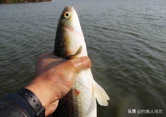 钓梭鱼的绝招（专攻梭鱼的独特钓法）