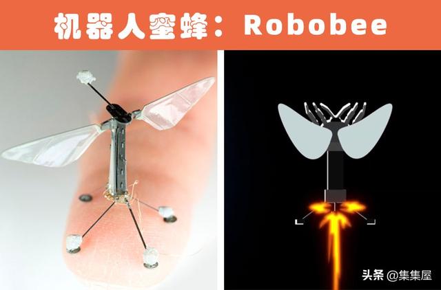 根据动物发明的东西有哪些，根据动物发明的东西有哪些英文（受到了动物的启发）