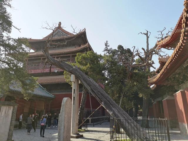 孔子的老家在哪里，孔子的家在哪里（孔子故里 东方圣城—曲阜）