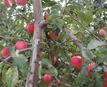 陕西洛川苹果有几种颜色，红富士苹果就选陕西洛川