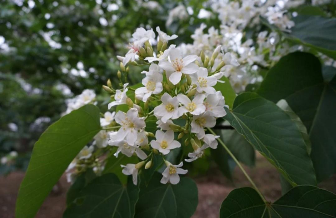 含羞草的外形特点，含羞草的三个特点（这15种“大毒花”）