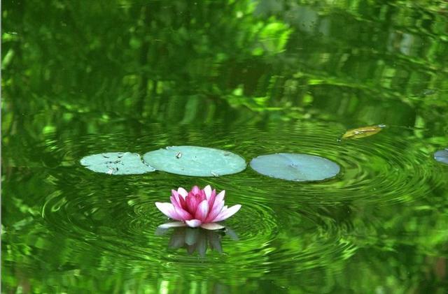 道德经悟道技巧，树袋熊大话助读《道德经》第十六章