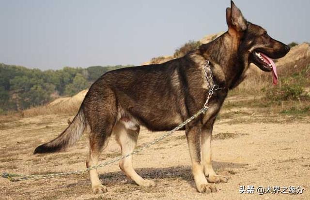 2,東北農村常見的4種大狼狗,村裡人的心頭愛,100斤大米也不換