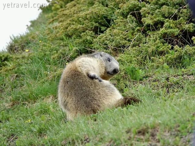 欧洲最高峰在哪个国家，欧洲最高峰指的是下列哪座山峰（你所不知道的百科二三事）