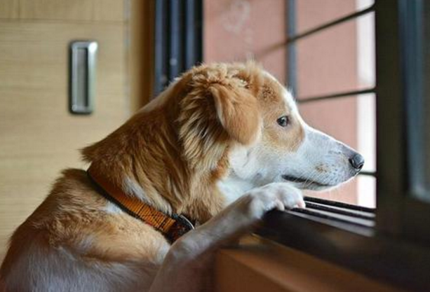 公狗发情怎么办(公犬尿道口黄脓怎么治)