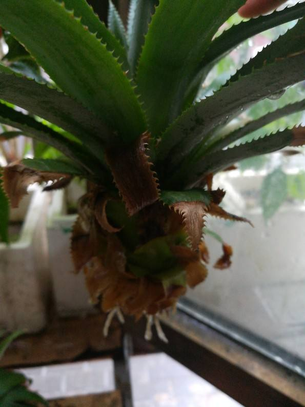 菠萝头子的种植方法，菠萝头子怎么种植（菠萝头也能成小森林）