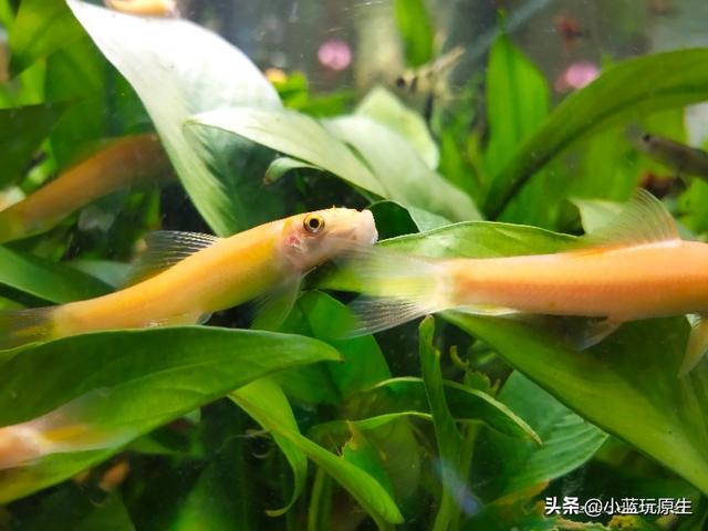 黄褐藻怎么去除，怎样清除褐藻（鱼缸爆褐藻的详细原因）