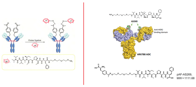 trna在哪里合成，tRNA在哪里合成（非天然氨基酸抗体偶联技术解析）