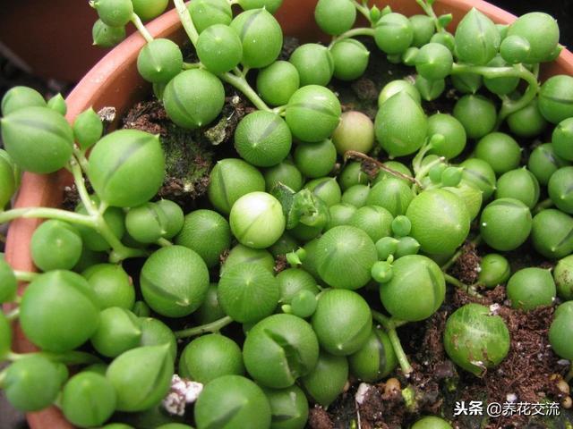 珍珠吊兰的养殖方法和注意事项，珍珠吊兰怎么过冬（每年都能开出芬芳的精致小花）