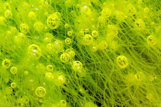 请问泥土中可能会含有哪些微生物，淤泥中的微生物属于（是土壤肥沃的重要组成部分）