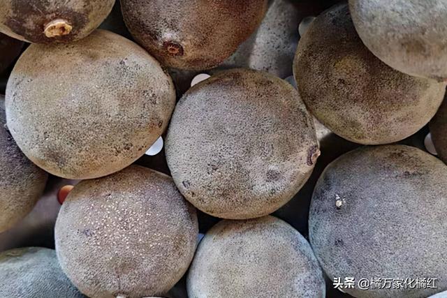 化橘红和八仙果有什么区别，化州橘红和八仙果是不同的