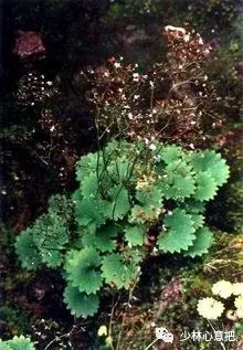 白牛胆的功效与作用，白牛胆的功效与作用禁忌（中药图片大全与功效）