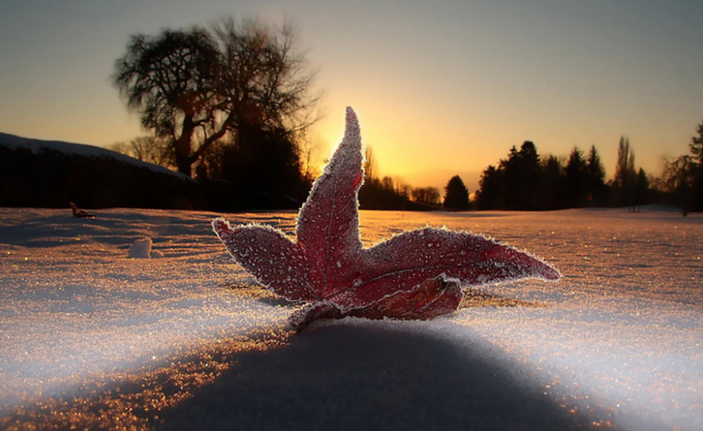 关于霜降的诗句 古代诗人写霜降的诗词，关于霜降的诗句（欣赏最后秋天的美景）