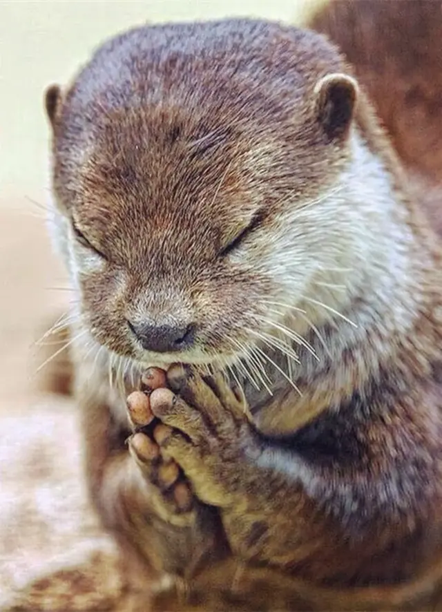 土拔鼠是什么意思，地鼠是鼠类吗（藏族人和老鼠的不解情缘）